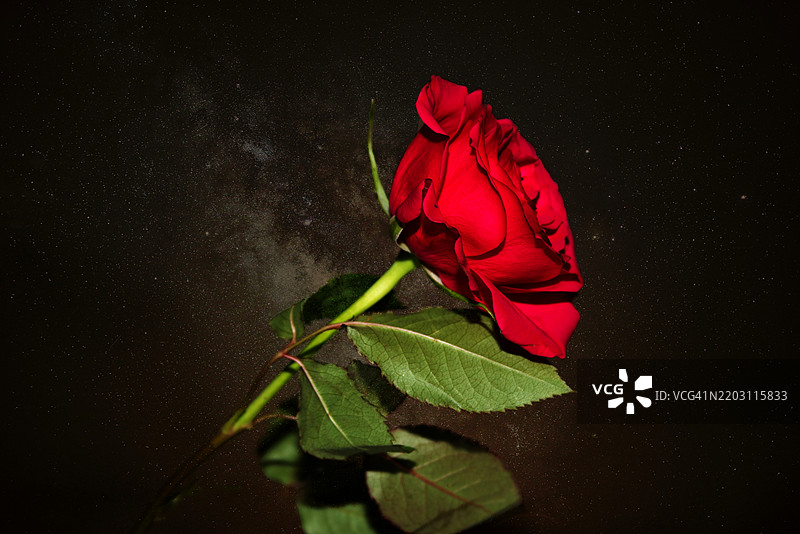 红玫瑰特写图片素材