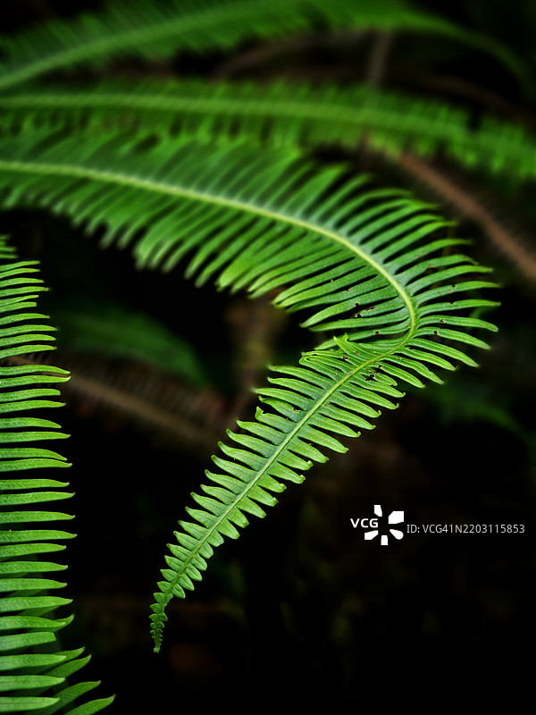 蕨类植物的特写镜头图片素材