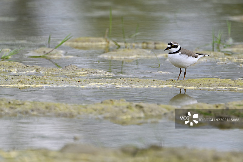 小环颈鸻（Charadrius dubius），站在淤泥中，奥厄自然保护区，瑞士阿尔高州辛斯的瑞乌塞格，欧洲图片素材