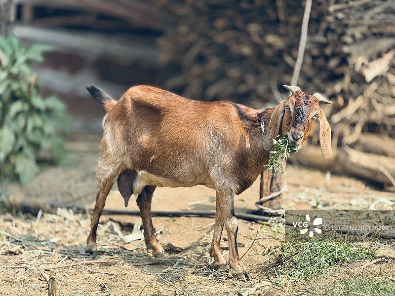 尼泊尔纳拉扬尼的田野上站着的侧面山羊图片素材