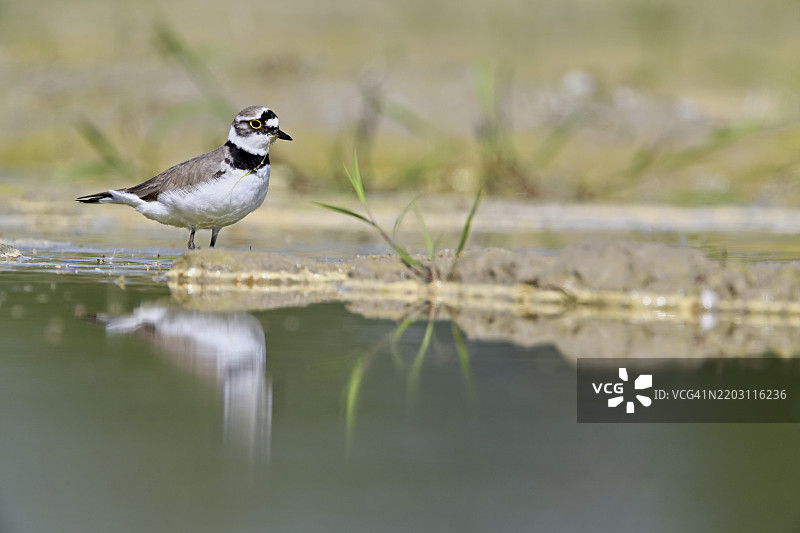 小环颈鸻（Charadrius dubius），站在淤泥中，奥厄自然保护区，瑞士阿尔高州辛斯的瑞乌塞格，欧洲图片素材