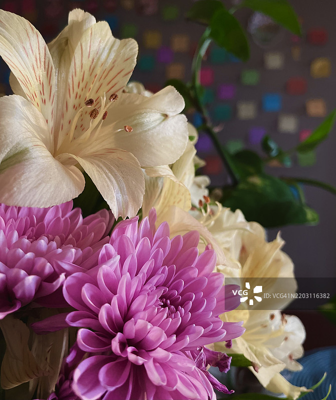 粉色大丽花特写，佛罗里达大学，美国图片素材