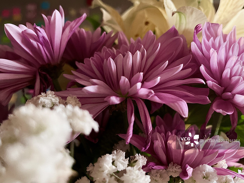 粉色花朵特写，佛罗里达大学，美国图片素材