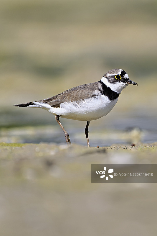 小环颈鸻（Charadrius dubius），站在淤泥中，奥厄自然保护区，瑞士阿尔高州辛斯的瑞乌塞格，欧洲图片素材
