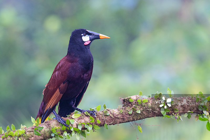 蒙特祖马乌鸦，Psarocolius montezuma，是一种热带黄鹂鸟。图片素材