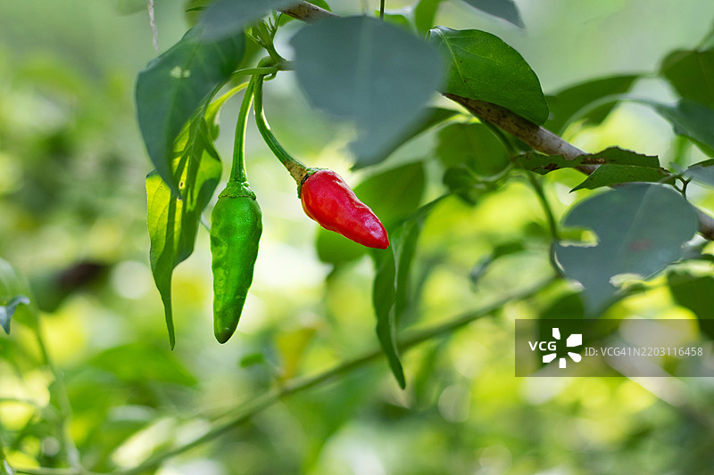 青椒大多数时候是未成熟的，味道也有所不同，辣椒图片素材