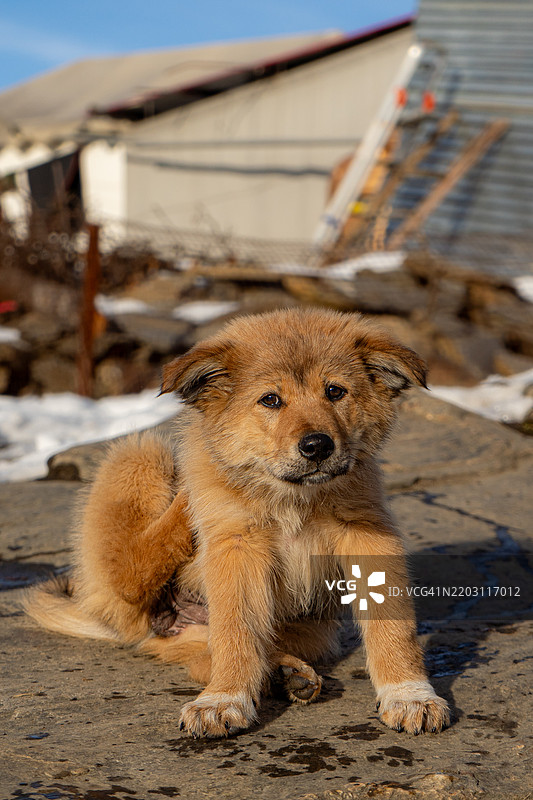 狗的肖像图片素材