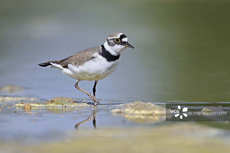 小环颈鸻(Charadrius dubius),站在淤泥中,奥厄自然保护区,瑞士阿尔高州辛斯的瑞乌塞格,欧洲图片素材
