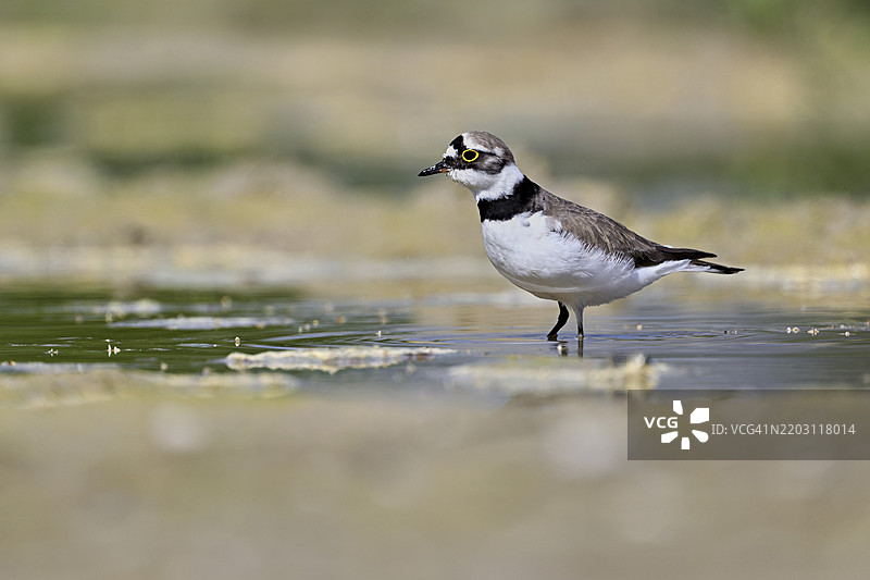 小环颈鸻（Charadrius dubius），站在淤泥中，奥厄自然保护区，瑞士阿尔高州辛斯的瑞乌塞格，欧洲图片素材