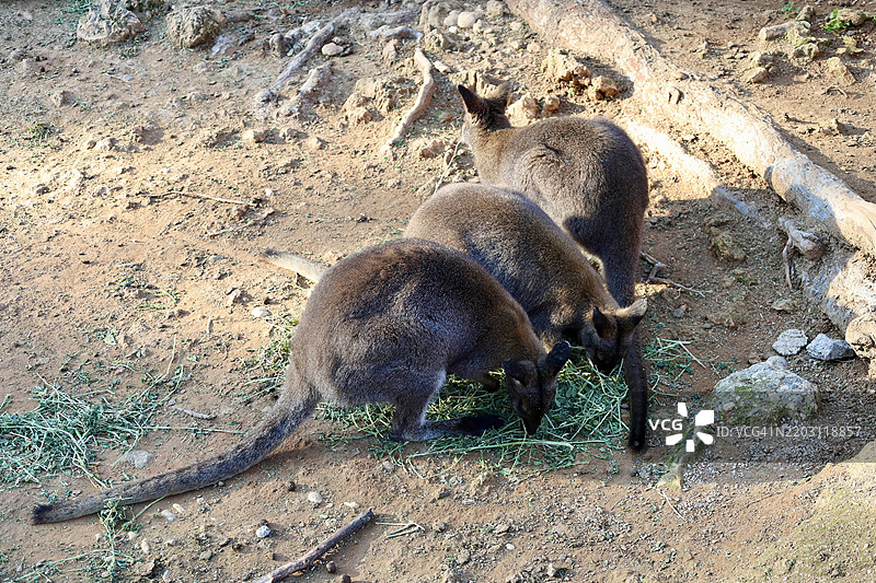 高角度视图的袋鼠在田野上图片素材
