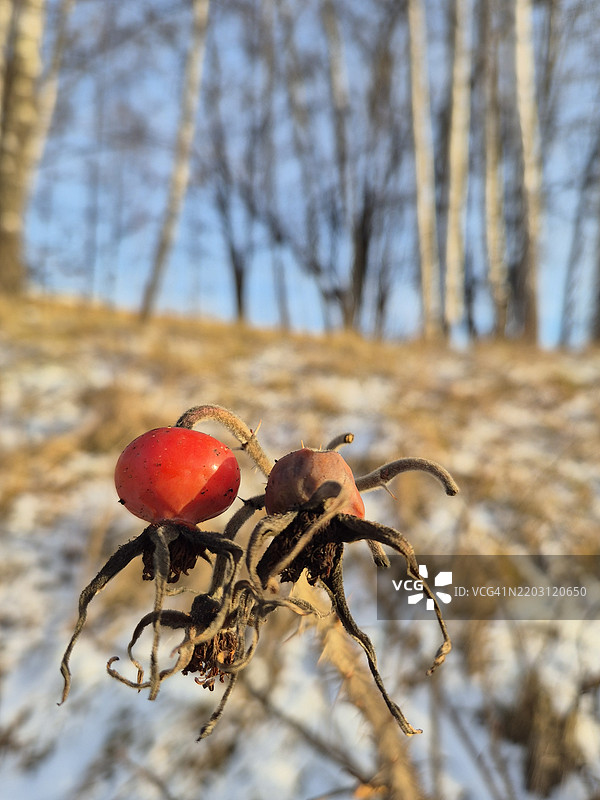 树上的苹果特写图片素材