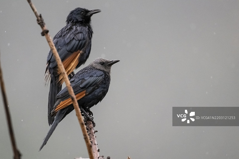 红翅椋鸟（Onychognathus morio）前面是雌鸟，后面是雄鸟，位于南非林波波省的Qwabi私人游戏保护区，生物圈保护区。图片素材