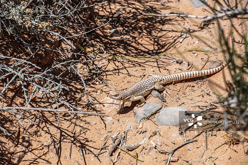 查克瓦拉蜥蜴（普通查克瓦拉蜥蜴），火谷州立公园，内华达州，美国，北美图片素材