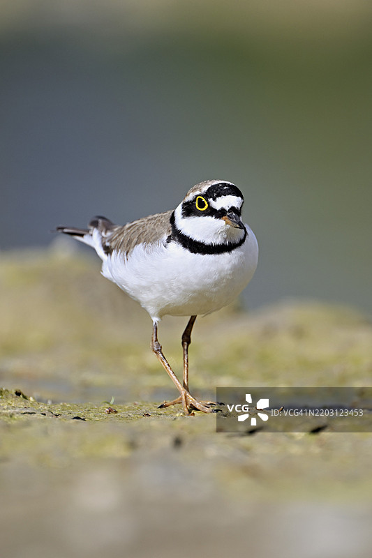 小环颈鸻（Charadrius dubius），站在淤泥中，奥厄自然保护区，瑞士阿尔高州辛斯的瑞乌塞格，欧洲图片素材