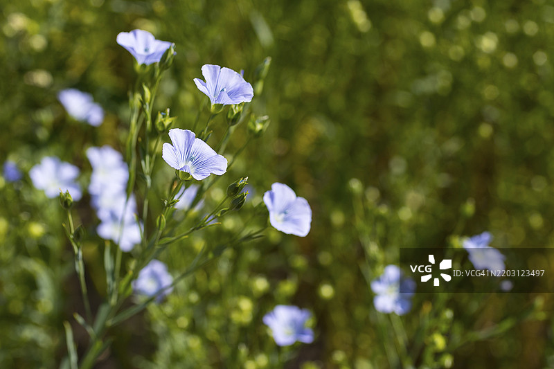 亚麻田，德国萨克森州赫希施泰因附近的亚麻（Linum）花朵图片素材
