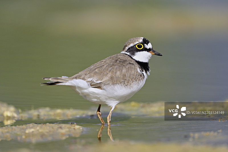 小环颈鸻（Charadrius dubius），站在淤泥中，奥厄自然保护区，瑞士阿尔高州辛斯的瑞乌塞格，欧洲图片素材