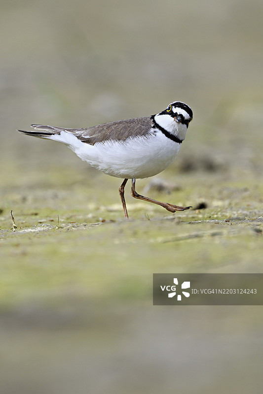小环颈鸻（Charadrius dubius），站在淤泥中，奥厄自然保护区，瑞士阿尔高州辛斯的瑞乌塞格，欧洲图片素材