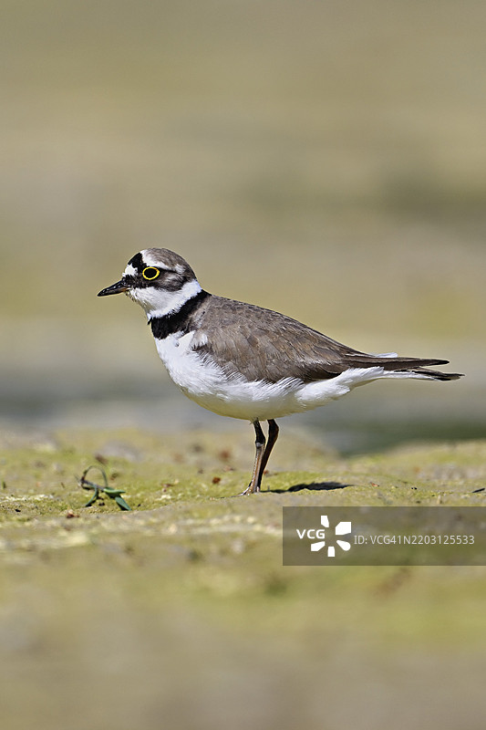 小环颈鸻（Charadrius dubius），站在淤泥中，奥厄自然保护区，瑞士阿尔高州辛斯的瑞乌塞格图片素材