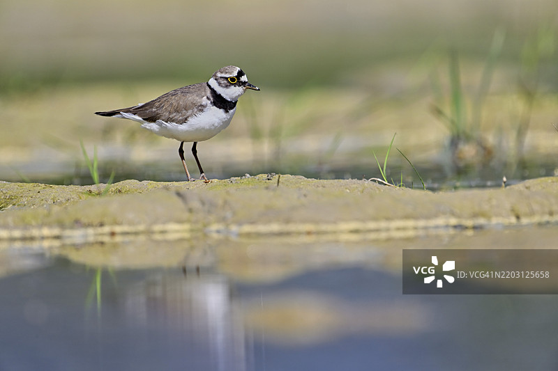 小环颈鸻(Charadrius dubius),站在淤泥中,奥厄自然保护区,瑞士阿尔高州辛斯的瑞乌塞格,欧洲图片素材