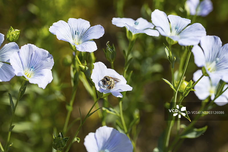 亚麻田，蜜蜂（Apis）在德国萨克森州赫希施泰因附近的亚麻花（Linum）中。图片素材