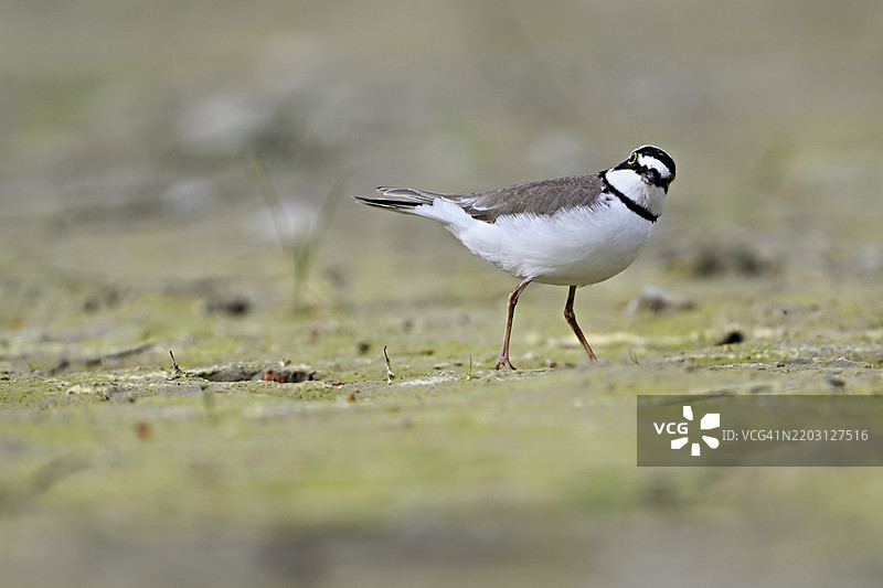 小环颈鸻（Charadrius dubius），站在淤泥中，奥厄自然保护区，瑞士阿尔高州辛斯的瑞乌塞格，欧洲图片素材