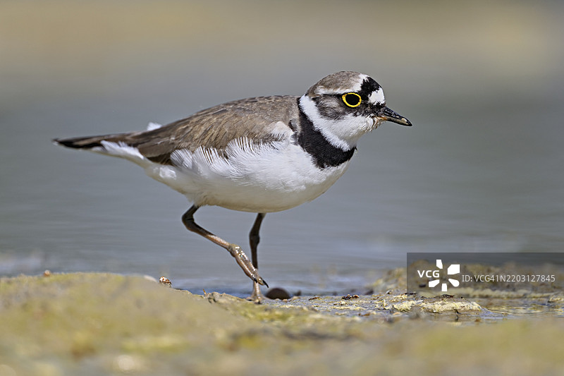 小环颈鸻(Charadrius dubius),站在淤泥中,奥厄自然保护区,瑞士阿尔高州辛斯的瑞乌塞格,欧洲图片素材