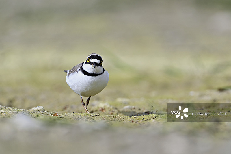 小环颈鸻(Charadrius dubius),站在淤泥中,奥厄自然保护区,瑞士阿尔高州辛斯的瑞乌塞格,欧洲图片素材