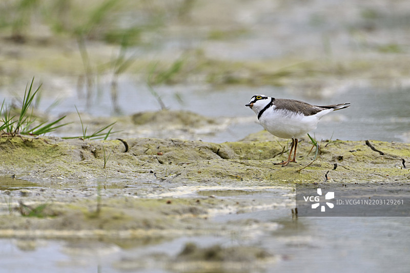 小环颈鸻（Charadrius dubius），站在淤泥中，奥厄自然保护区，瑞士阿尔高州辛斯的瑞乌塞格图片素材