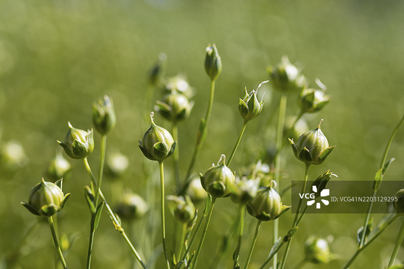 亚麻田，德国萨克森州赫希施泰因附近的亚麻（Linum）花蕾图片素材