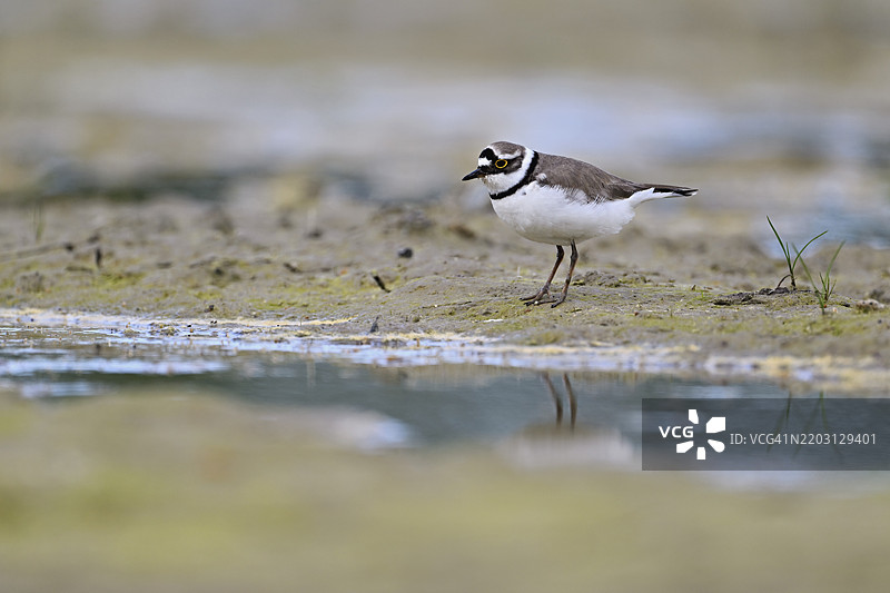 小环颈鸻(Charadrius dubius),站在淤泥中,奥厄自然保护区,瑞士阿尔高州辛斯的瑞乌塞格,欧洲图片素材