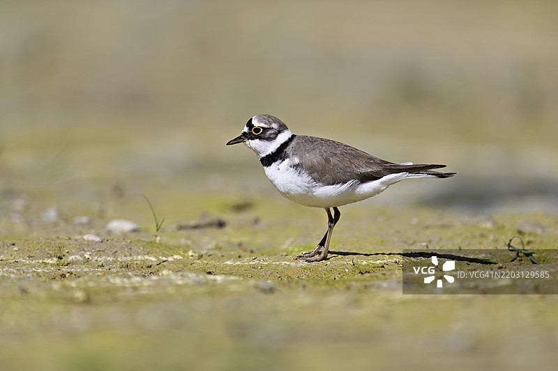 小环颈鸻（Charadrius dubius），站在淤泥中，奥厄自然保护区，瑞士阿尔高州辛斯的瑞乌塞格，欧洲图片素材