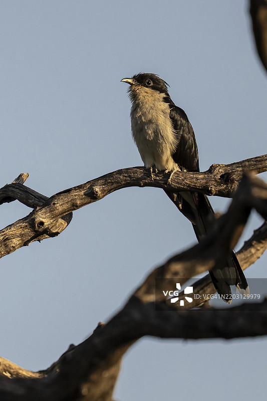 雅各宾杜鹃（Clamator jacobinus，别名：Oxylophus jacobinus） 南非林波波省Qwabi私人游戏保护区，生物圈保护区图片素材