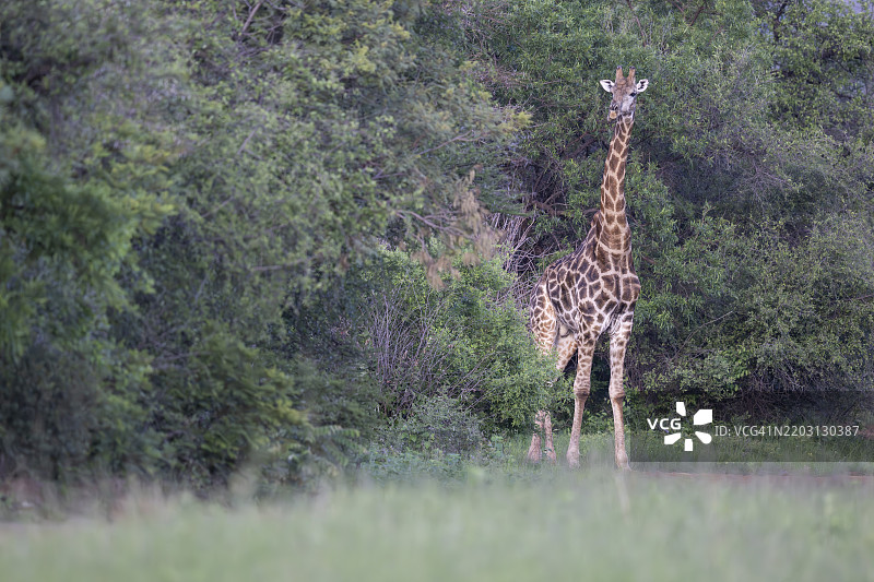 南方长颈鹿在画廊森林前（长颈鹿） Qwabi私人游戏保护区，生物圈保护区，林波波，南非，非洲图片素材