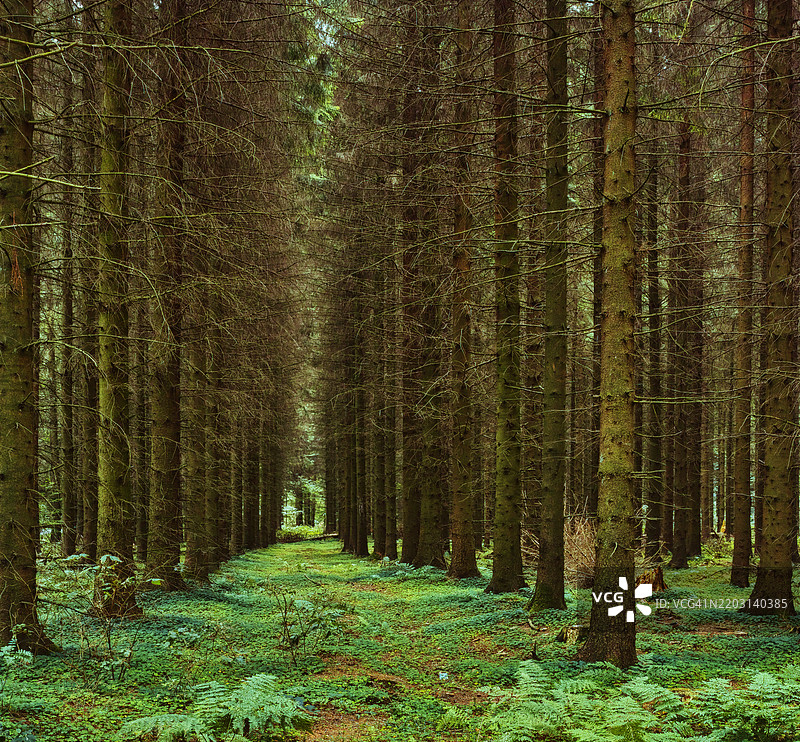 一条宁静的小径穿过郁郁葱葱、茂密的松树林，地面覆盖着绿色苔藓。图片素材