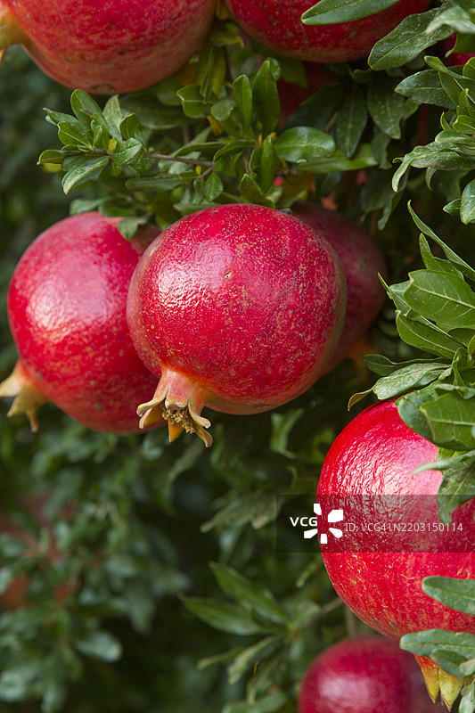 农场果园中挂着的石榴果实图片素材