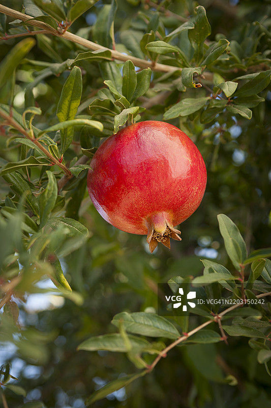 农场果园中挂着的石榴果实图片素材
