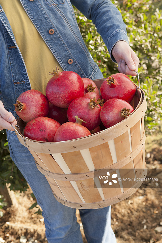 手握装满石榴的篮子在农场果园中图片素材