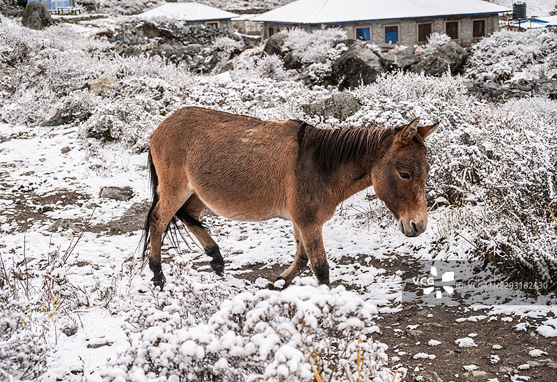 在尼泊尔Kyanjin Gompa村，雪后马在土地上行走。图片素材