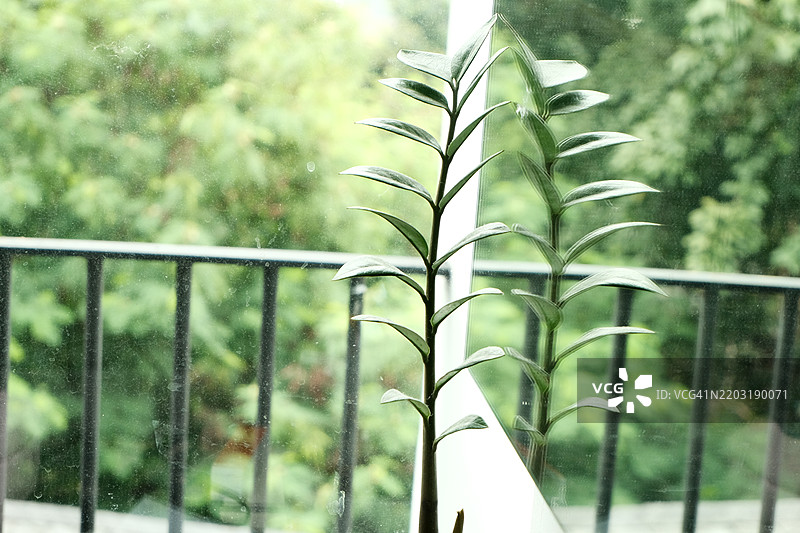 植物在镜子中的倒影图片素材