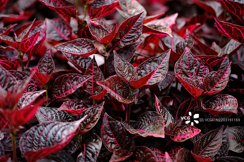 叶子的特写镜头图片素材