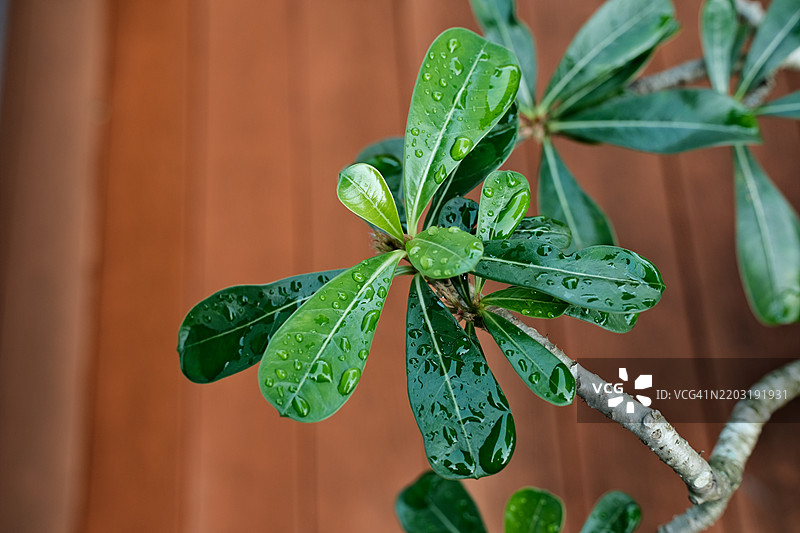 绿色叶子图片素材