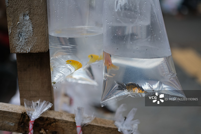 塑料池中的鱼图片素材