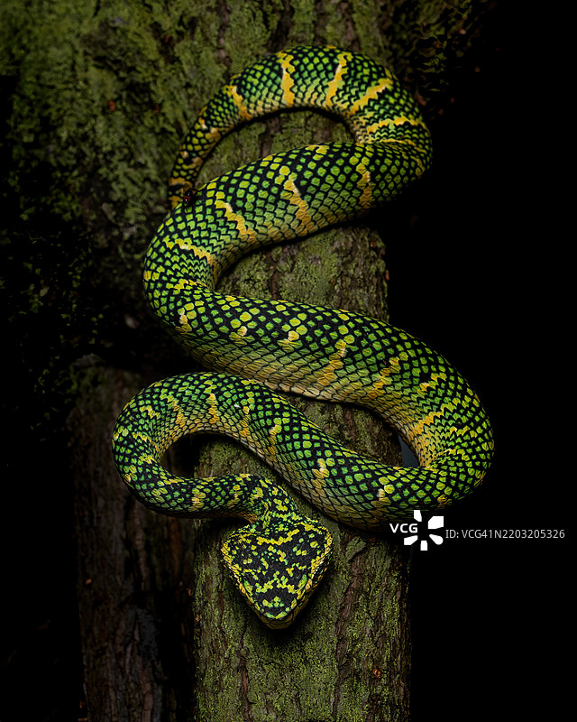 瓦格勒神蛇，瓦格勒坑蛇，雌性瓦格勒坑蛇图片素材