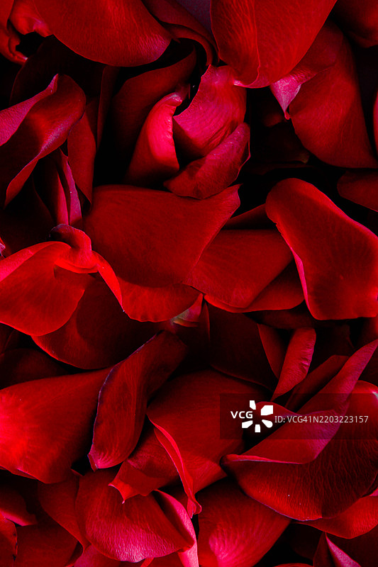 玫瑰花瓣背景图片素材