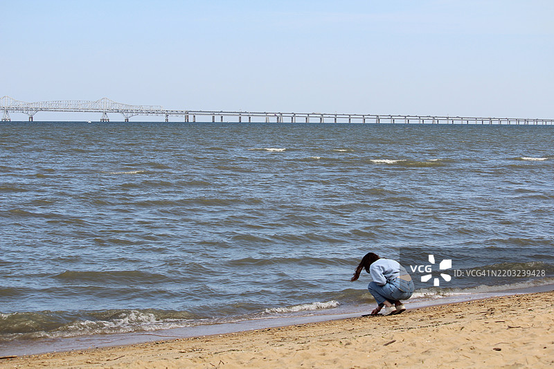 一名少女跪在马里兰州切萨皮克湾的海滩上捡贝壳。切萨皮克湾大桥。图片素材