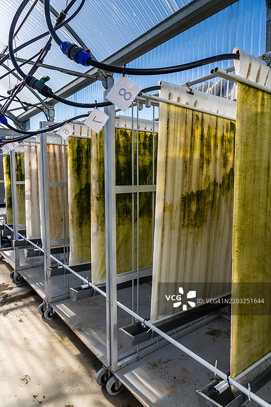 用于去除废水中氮和磷的微藻面板图片素材