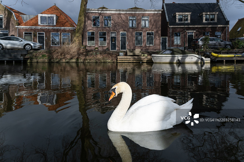 天鹅在恩克豪зен的运河旁滑行，周围是荷兰房屋。图片素材