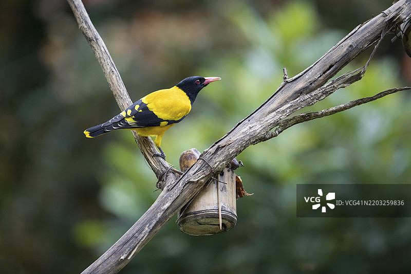 黑头黄鹂（欧亚金黄鹂 xanthornus），泰国凯恩克拉昌国家公园，亚洲图片素材