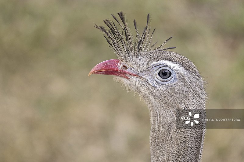 红脚塞里马（Cariama cristata），肖像，草原，潘塔纳尔，巴西，南美洲图片素材