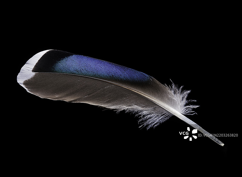 绿头鸭（Anas platyrhynchos）- 带有镜面羽的羽毛（飞羽）图片素材